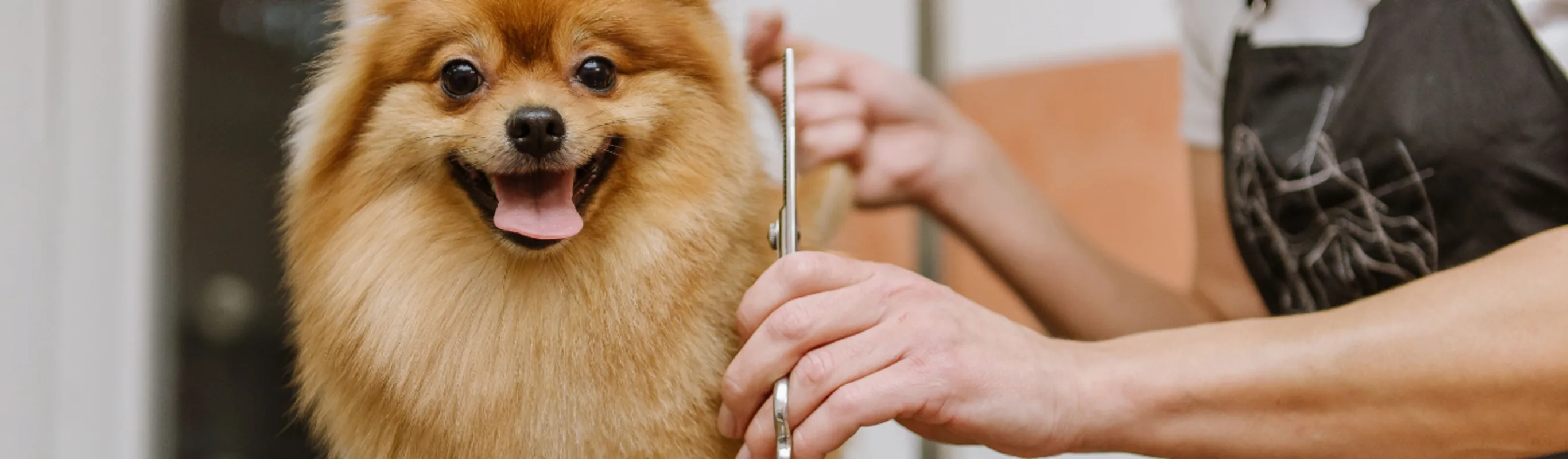 Dog being groomed